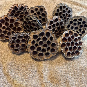 May include: A collection of dried lotus pods, each with a unique pattern of holes. The pods are brown and have a natural, rustic look.