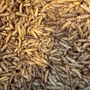 May include: A close-up view of a pile of dried mealworms, showing their segmented bodies and varying shades of tan and brown. The texture is rough and organic, with many individual worms visible. The image suggests a food product.