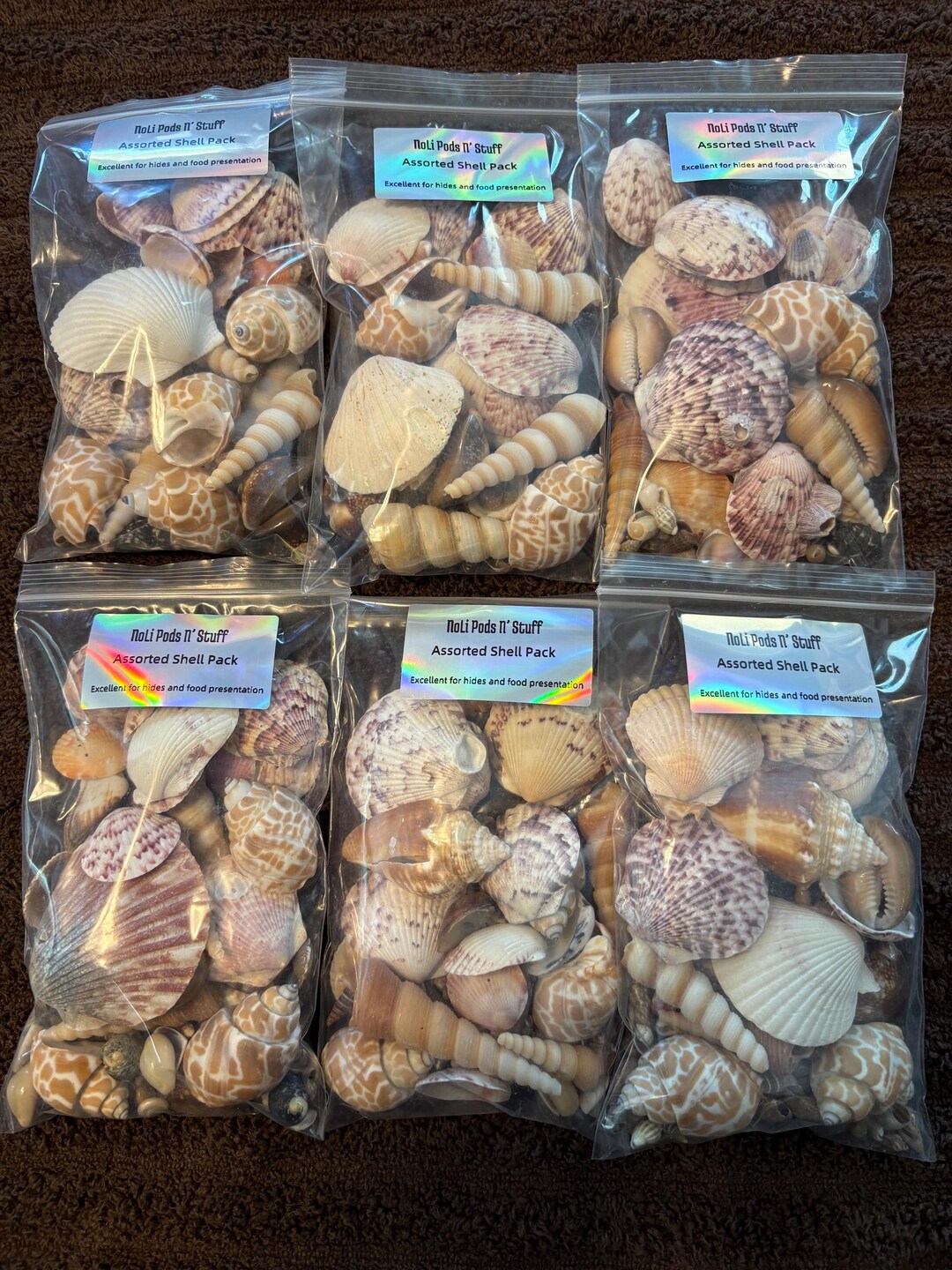 Shell Packon Assorted Shell Packs - Etsy