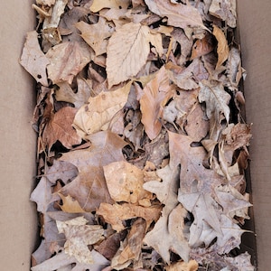 May include: A cardboard box filled with a large pile of dried, brown leaves.