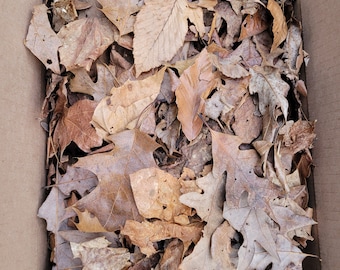 Bulk box of mixed oak, beech,  maple and poplar leaf litter