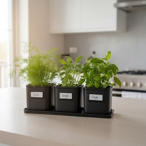 May include: Three potted herbs, dill, sage, and basil, are arranged on a kitchen countertop. Each herb is in a square black pot with a white label. The dill has feathery green leaves, while the sage and basil have broader leaves. The pots are on a black tray.