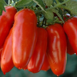 Young San Marzano Tomato Heirloom Plants