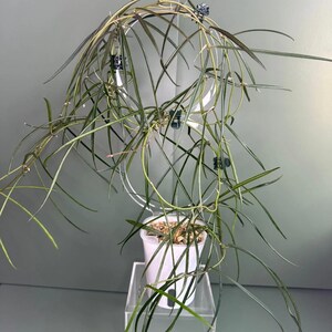 May include: A potted plant with long, slender green leaves cascading from a white pot. The plant is suspended by a wire frame, creating a hanging display. The leaves have a slight curve, and the pot sits on a clear acrylic stand.