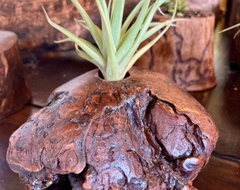 Driftwood Burl, Air Plant Holder