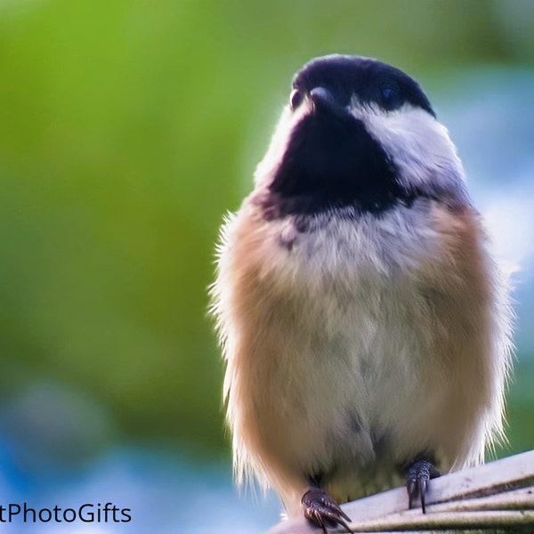 Nature Art | Bird Art | Bird Photography | Matted Bird Photos | Nature Wall Art | Cute Bird Art