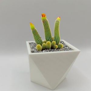 May include: A small cactus plant with three stems and orange flowers growing in a white geometric pot. The pot has a unique, angular design.