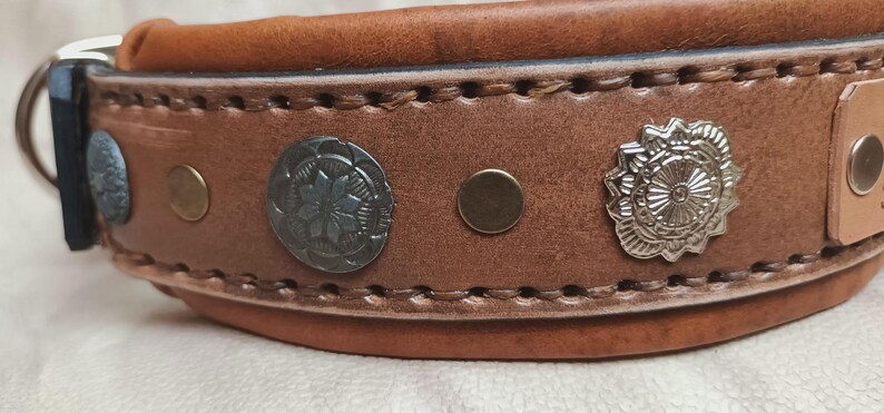 May include: Close-up of a brown leather dog collar with decorative metal studs. The collar features a silver buckle and a series of rivets and decorative metal accents. The collar is stitched with a contrasting thread.