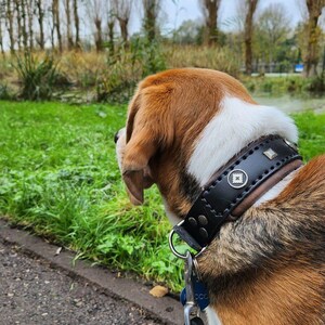 May include: A beagle dog wearing a black leather dog collar with silver studs and a silver buckle. The dog is looking to the left of the frame. The dog is on a leash with a blue tag that says "Fido".