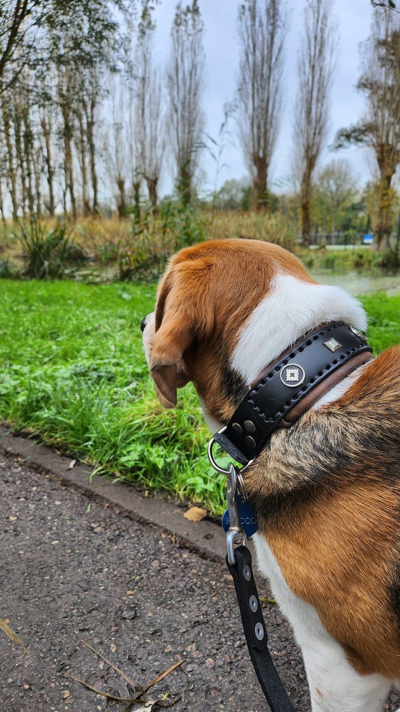 May include: A beagle dog wearing a black leather dog collar with silver studs and a silver buckle. The dog is looking to the left of the frame. The dog is on a leash with a blue tag that says "Fido".