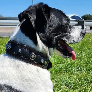 May include: A black and white dog wearing a black leather collar with silver studs and a silver buckle. The collar has a decorative silver skull design.