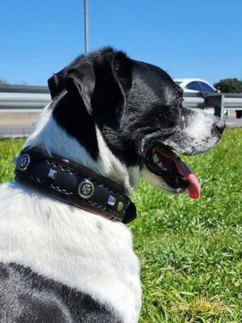 May include: A black and white dog wearing a black leather collar with silver studs and a silver buckle. The collar has a decorative silver skull design.