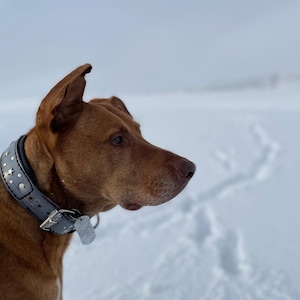 May include: A brown dog with a gray studded collar looks to the right. The dog is standing in the snow.