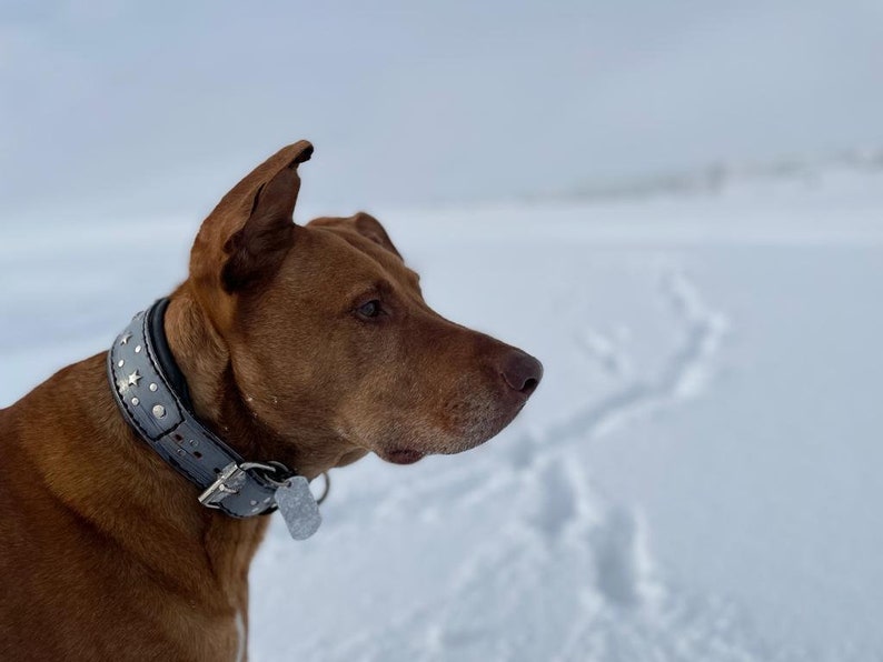 May include: A brown dog with a gray studded collar looks to the right. The dog is standing in the snow.