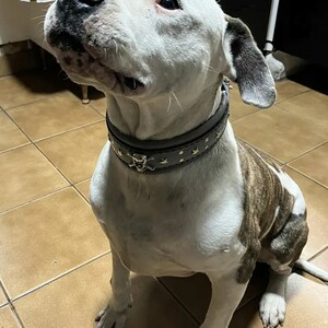 May include: A white and brown dog with a gray leather collar with gold studs and a skull charm. The collar has a star pattern.