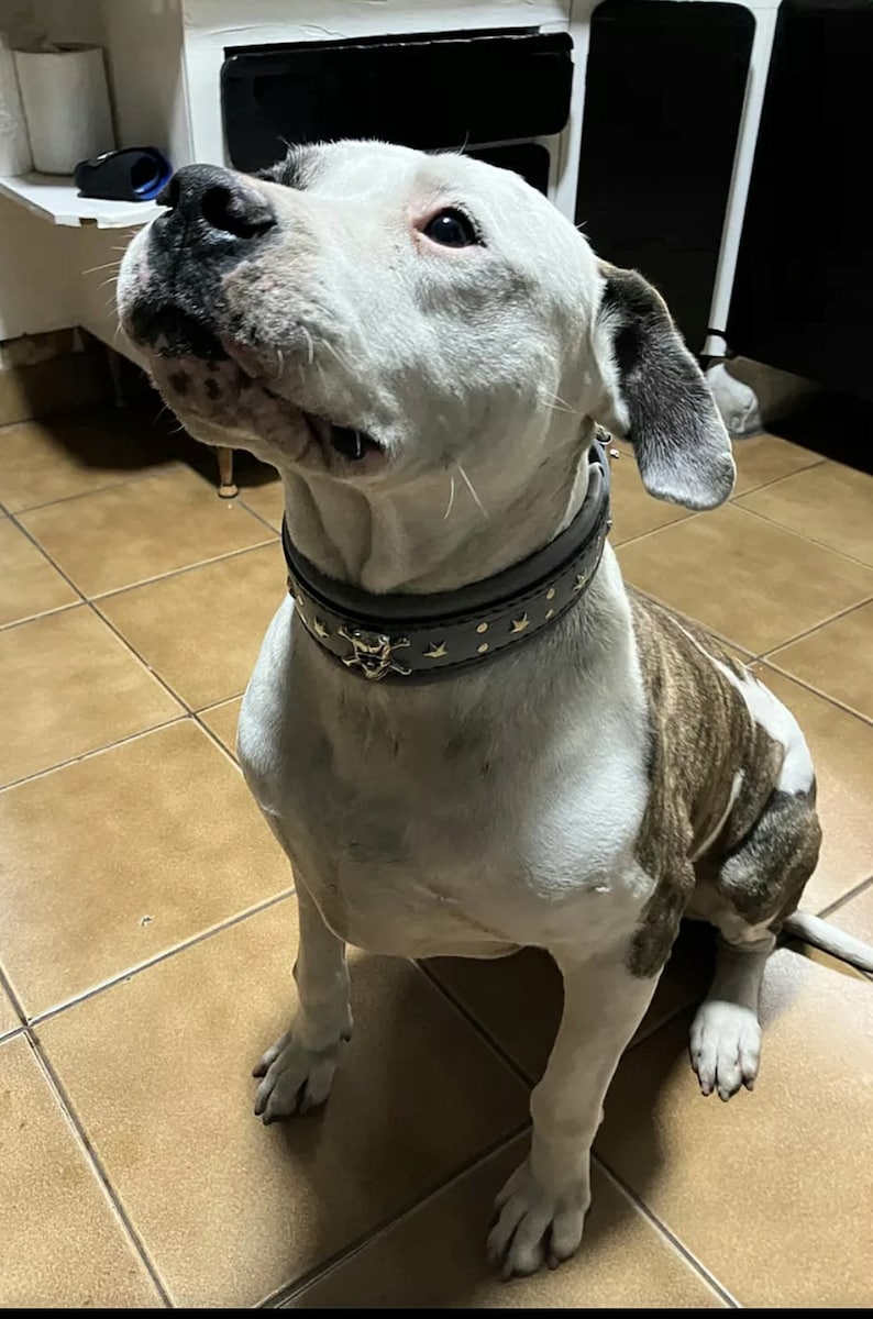 May include: A white and brown dog with a gray leather collar with gold studs and a skull charm. The collar has a star pattern.
