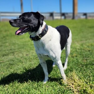May include: A black and white dog with a black leather collar stands on a grassy field. The dog is looking to the left and has its tongue sticking out.