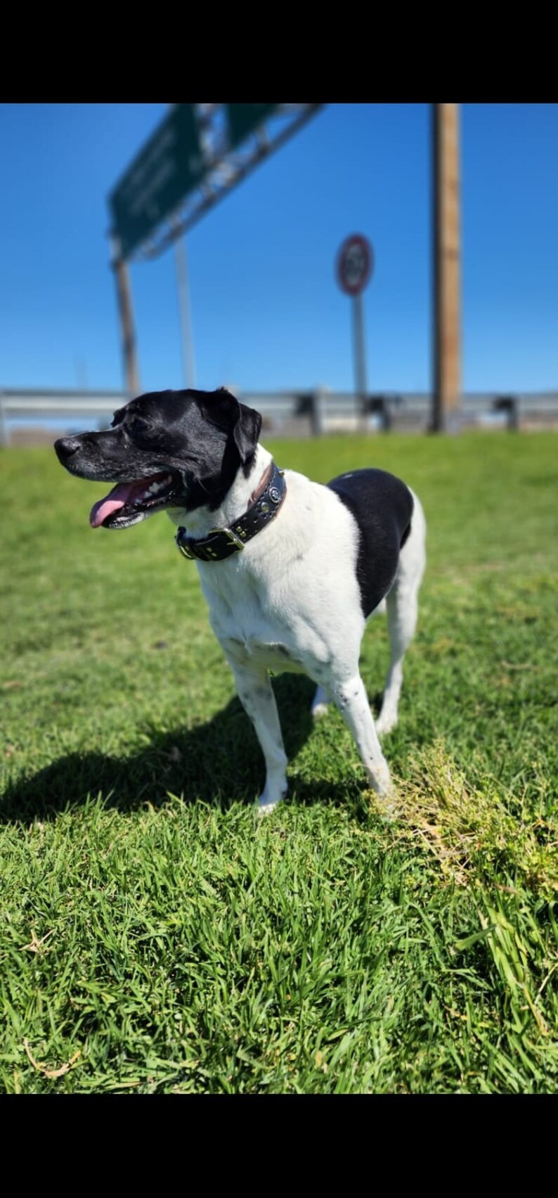 May include: A black and white dog with a black leather collar stands on a grassy field. The dog is looking to the left and has its tongue sticking out.