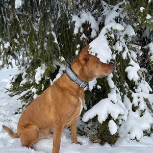 May include: A brown dog with a silver studded collar sits in the snow under a snow-covered evergreen tree.
