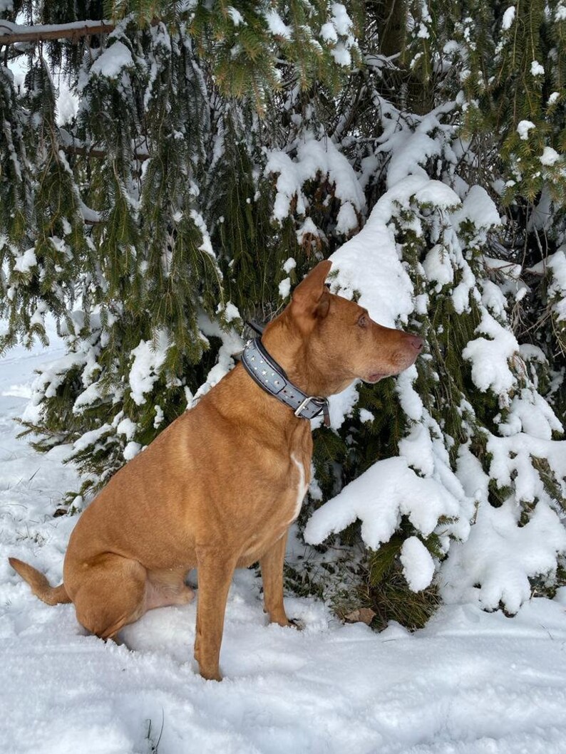 May include: A brown dog with a silver studded collar sits in the snow under a snow-covered evergreen tree.