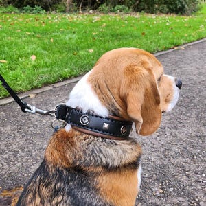 May include: A tri-colored beagle dog wearing a black leather dog collar with silver studs and a silver buckle. The dog is sitting on a paved path with green grass and trees in the background.