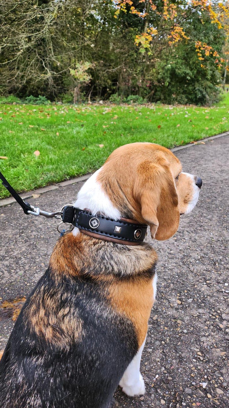 May include: A tri-colored beagle dog wearing a black leather dog collar with silver studs and a silver buckle. The dog is sitting on a paved path with green grass and trees in the background.