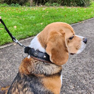 May include: A tri-colored beagle dog wearing a black leather dog collar with silver studs and a silver buckle. The collar has a silver metal tag with a design on it. The dog is sitting on a gray asphalt path.