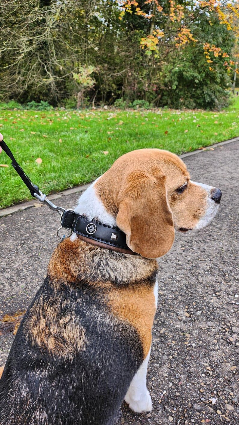 May include: A tri-colored beagle dog wearing a black leather dog collar with silver studs and a silver buckle. The collar has a silver metal tag with a design on it. The dog is sitting on a gray asphalt path.