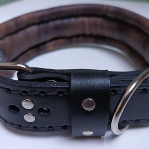 May include: A black leather dog collar with a brown leather lining. The collar has a silver buckle and a silver D-ring.