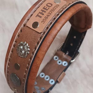 May include: A brown leather dog collar with the name "THEO" and a phone number engraved on a small rectangular patch. The collar features decorative metal studs and a silver buckle. The collar is approximately 5 cm wide.