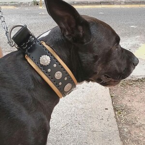 May include: A black dog wearing a brown leather collar with silver studs and decorative metal accents.