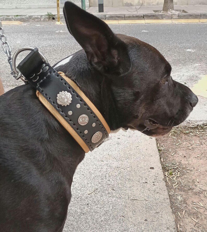 May include: A black dog wearing a brown leather collar with silver studs and decorative metal accents.