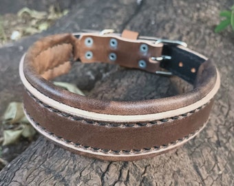 May include: A brown leather dog collar with a padded interior and a silver-colored buckle. The collar features a lighter-colored trim and is stitched with black thread. The leather has a distressed appearance.