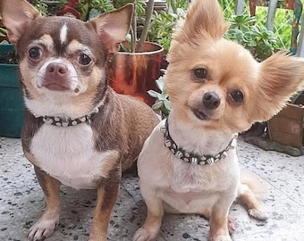 Collar Cuero Vacuno Ideal Perro Mini Toy Pequeño  Cachorro Collar Gato Collar Chihuahua Poodle Daschsung Pinscher Schnauzer Jack Russell