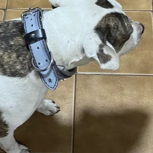 May include: A white and brown dog with a blue and black leather collar. The dog is standing on a tiled floor.