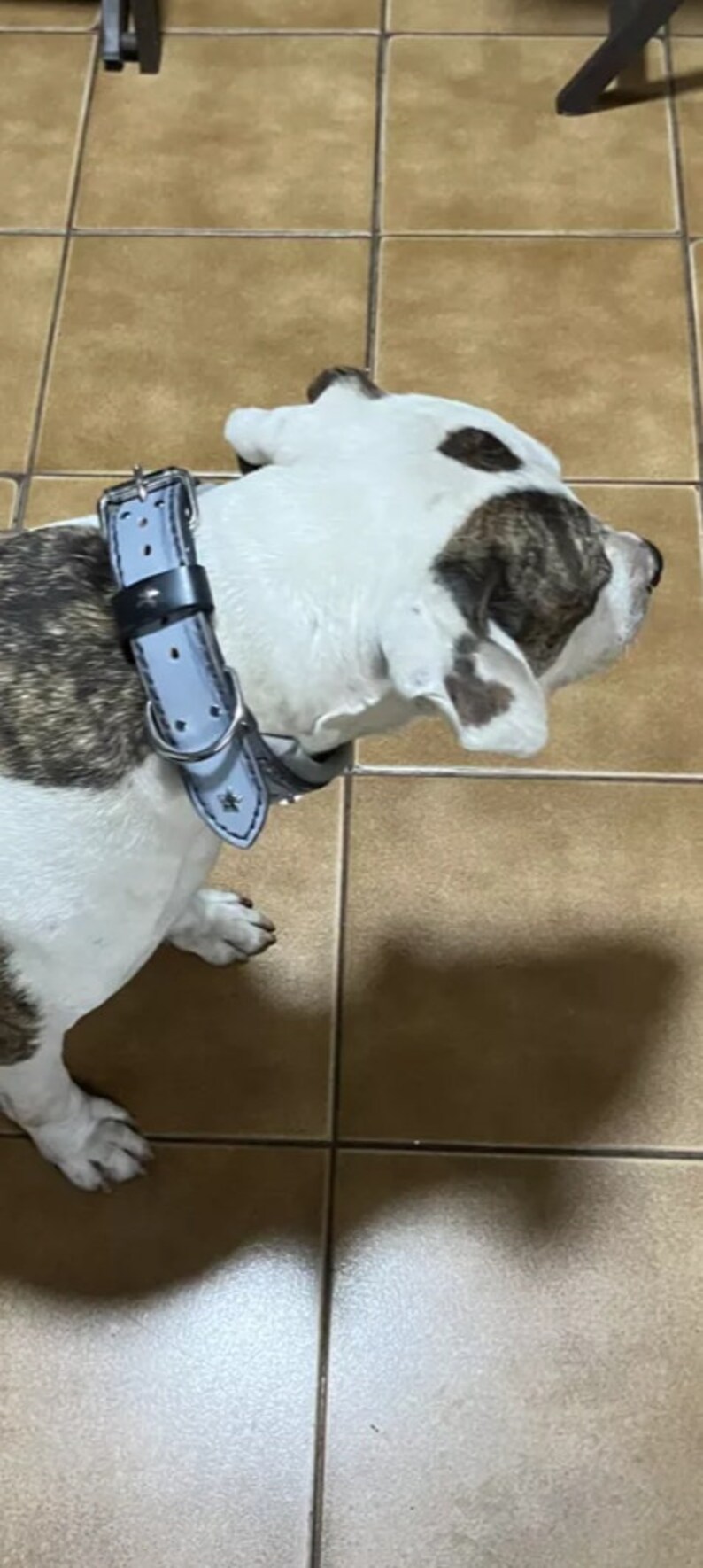 May include: A white and brown dog with a blue and black leather collar. The dog is standing on a tiled floor.