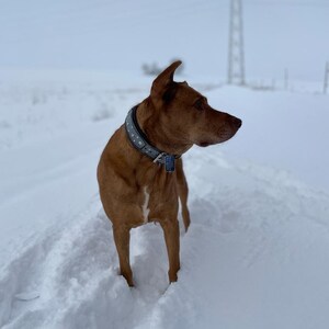 May include: A brown and white dog with a studded leather collar stands in a snowy field. The dog is looking to the right of the frame.
