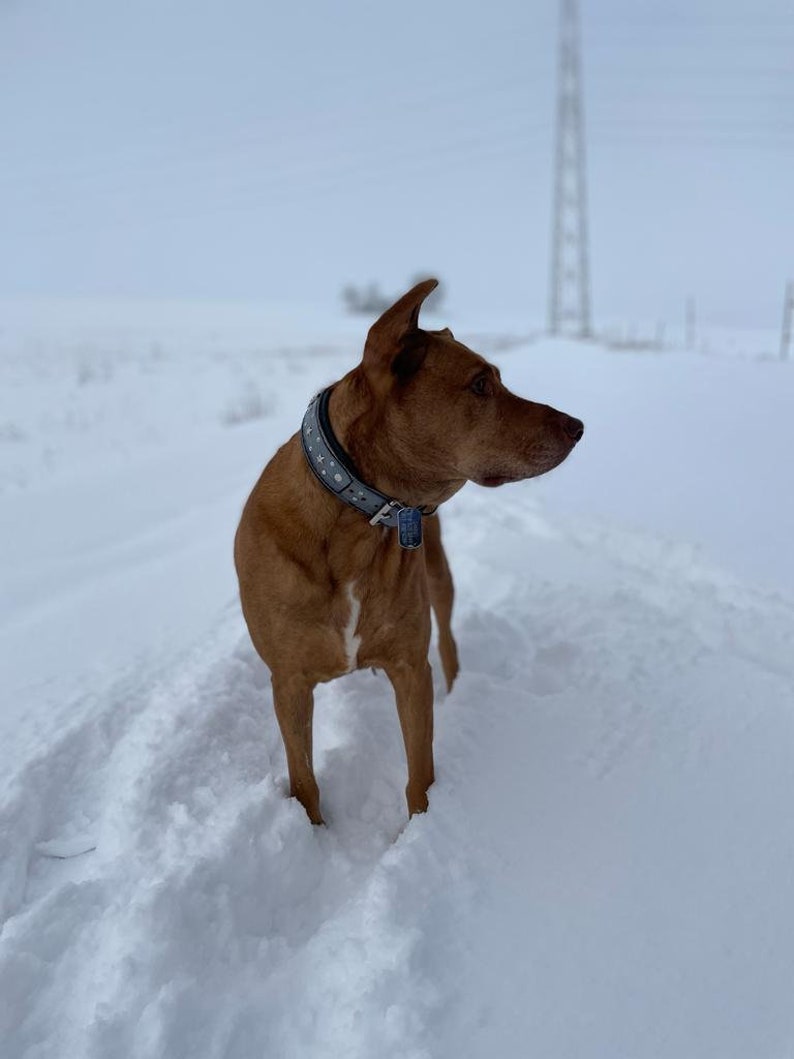 May include: A brown and white dog with a studded leather collar stands in a snowy field. The dog is looking to the right of the frame.