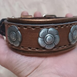May include: A brown leather dog collar with silver flower-shaped accents. The collar has a stitched edge and a metallic sheen.