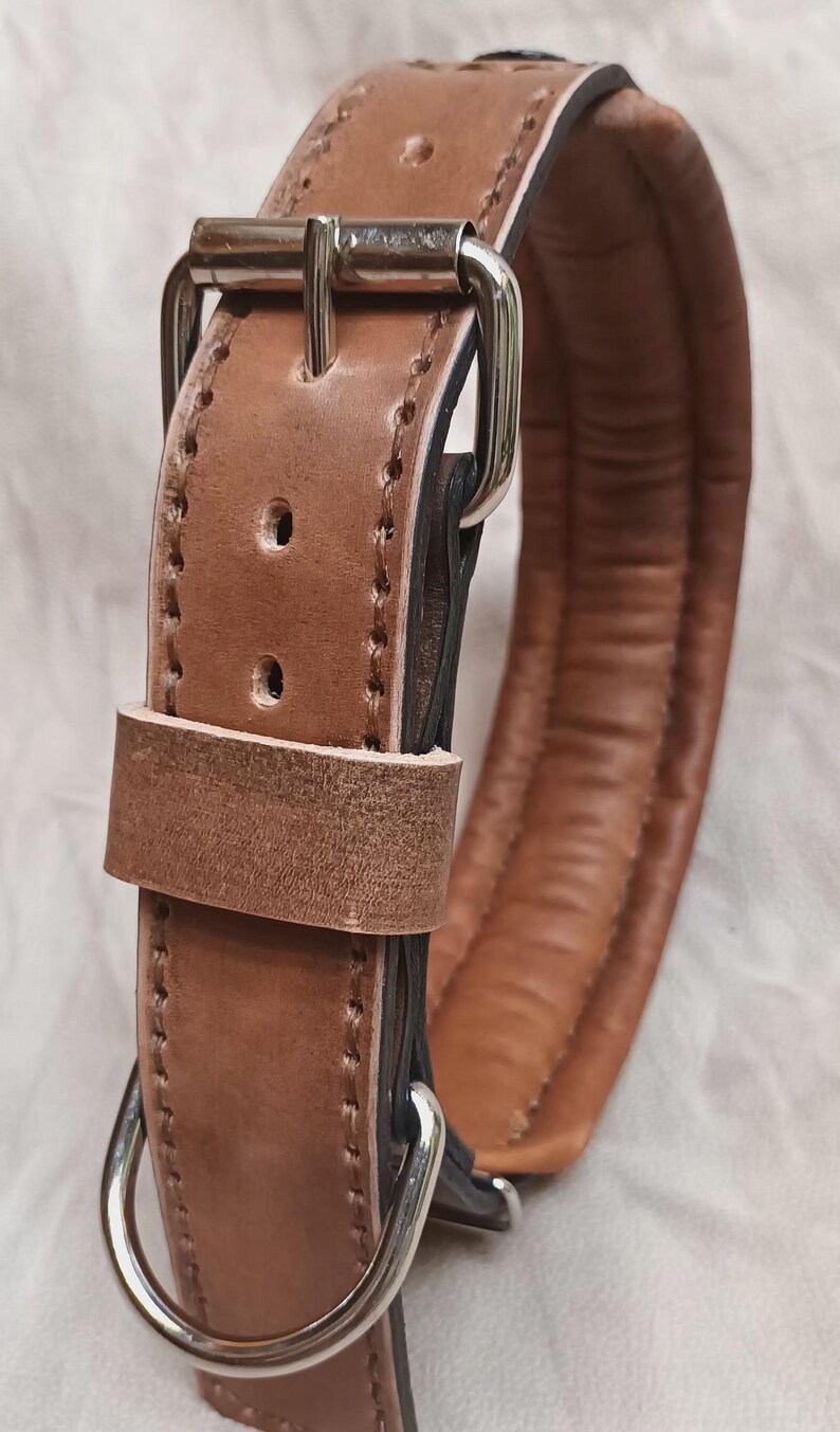 May include: A close-up of a brown leather dog collar with a padded interior. The collar has a silver-coloured buckle and a D-ring for leash attachment. The leather is stitched with a contrasting thread.
