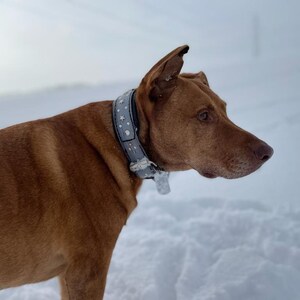 May include: A brown dog with a gray studded collar stands in the snow. The dog is looking to the right of the frame.