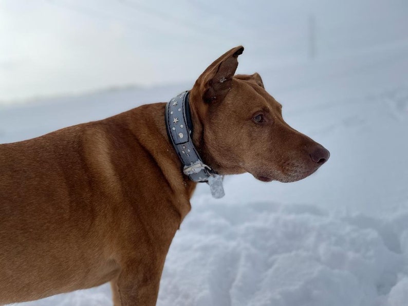 May include: A brown dog with a gray studded collar stands in the snow. The dog is looking to the right of the frame.