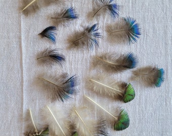 15 Peacock Feathers for Spiritual Awakening & Protection - Enhance Your Sacred Space