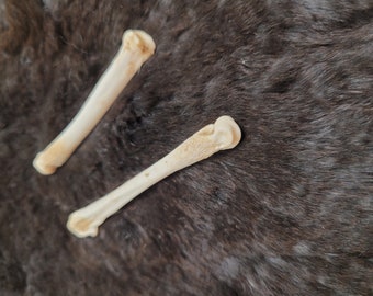 Coyote Paw Bone - Metaphysical and Spiritual Essence for Inner Alignment