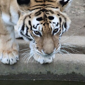 Bengal Tiger Printable Photo Digital Download Instant Download Cat ...