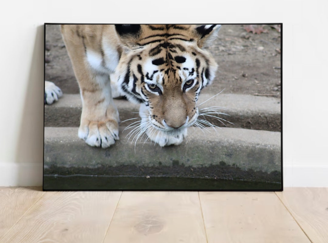 Bengal Tiger Printable Photo Digital Download Instant Download Cat ...