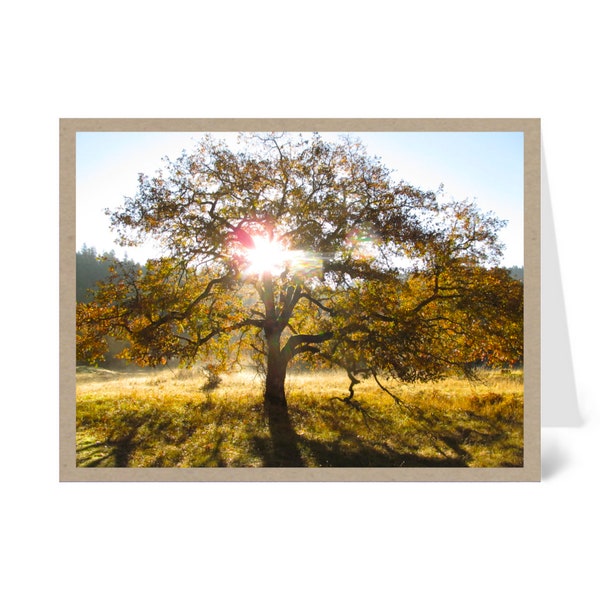 Oak Tree in Golden Sunbeams, Nature Greeting Card blank inside with envelope 100% PC recycled FSC certified paper made with wind-power