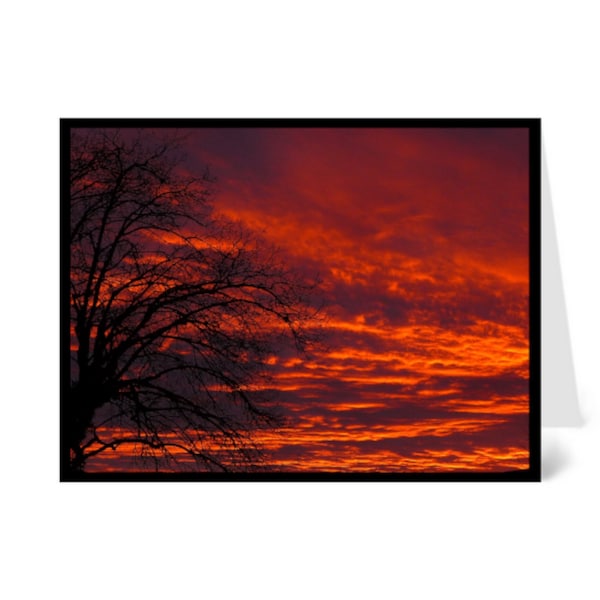 Black Walnut Tree Silhouette red Sunset, Nature Greeting Card blank inside with envelope 100% PC recycled paper made with wind-power, A2
