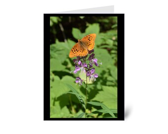 Orange Butterfly on Purple Flowers, Nature Greeting Card blank inside with envelope 100% PC recycled paper made with wind-power, A2 size