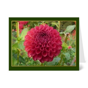 May include: A close-up of a vibrant pink dahlia flower with a ruffled texture. The flower is in focus, while the green foliage behind it is blurred.